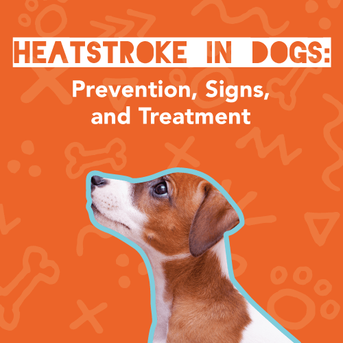 Heatstroke in Dogs: Prevention, Signs, and Treatment