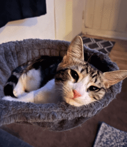 Freddie the cat