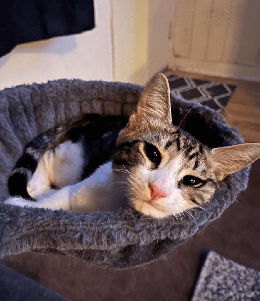 Freddie the cat