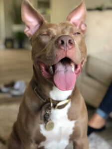 Pet Dentist - Encanto Pet Clinic