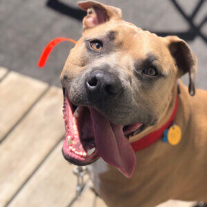 Dog with tongue out