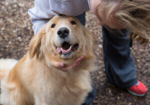 Animal Dentistry - Encanto Pet Clinic
