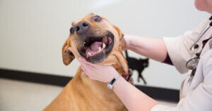 Happy dog smiling